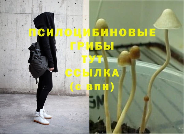 прущие грибы Абинск